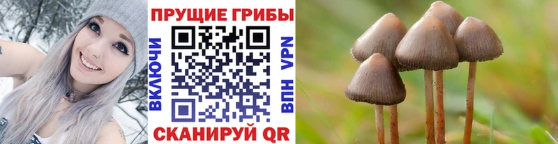 купить наркоту  Починок  Псилоцибиновые грибы MAGIC MUSHROOMS 